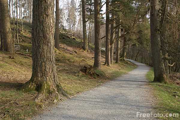 Tarn-Hows, Coniston, Cumbria