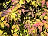 Forsythia in Autumn