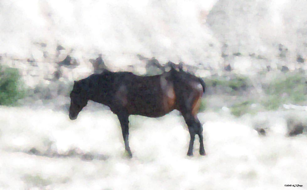 Wild Horse